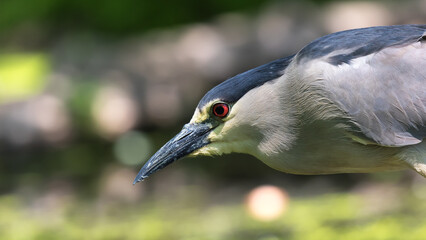 green heron 