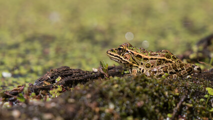 frog