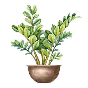 watercolor illustration of zamioculcas plant in pot, botanical clip art isolated on white background. Green leaves. Urban jungle interior design element