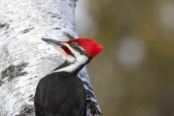 pileated woodpecker 