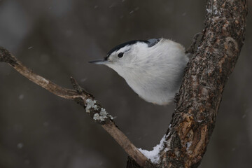 nuthatch