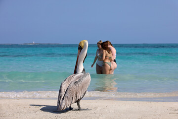 Fototapeta na wymiar Pelican standing on the sand of the Atlantic ocean beach against swimming girls. Wild bird on blue waves background