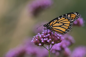 monarch butterfly on flower