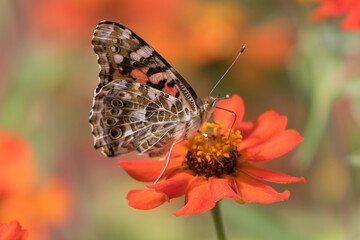 butterfly on flower