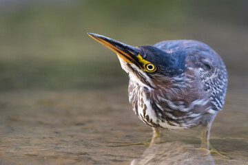 green heron 