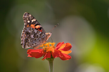 butterfly on flower