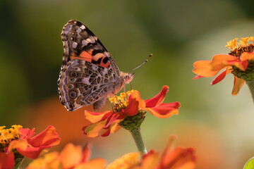 butterfly on flower