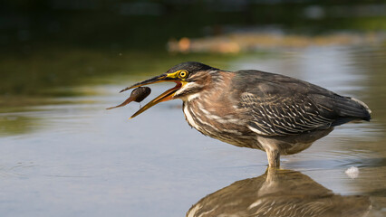 green heron 