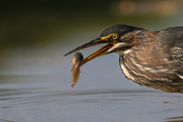 green heron 