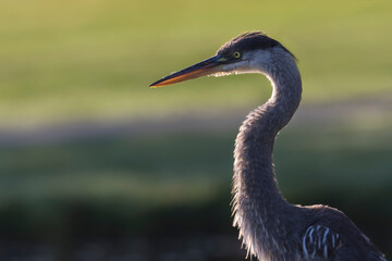 grey heron ardea cinerea