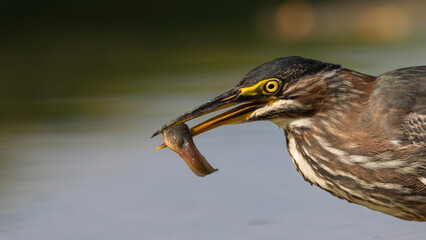 green heron 