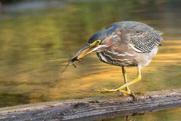 green heron 