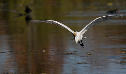 heron in flight