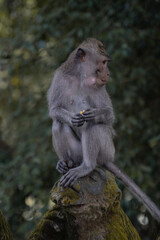 Monkey in Ubud, Bali, Indonesia (Moody Dark Green)