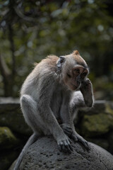 Monkey in Ubud, Bali, Indonesia (Moody Dark Green)