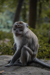 Monkey in Ubud, Bali, Indonesia (Moody Dark Green)