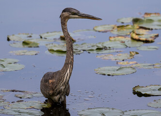 heron ardea cinerea