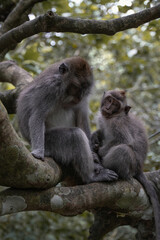 Naklejka na ściany i meble Monkeys in Ubud, Bali, Indonesia (Moody Dark Green)