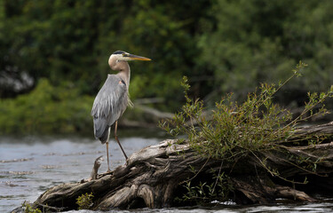 great blue heron ardea cinerea