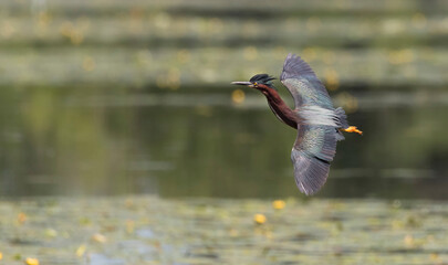 green heron