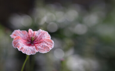 Fototapeta premium flower of a flower