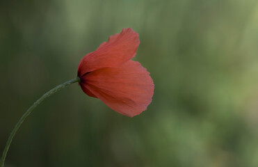 red poppy flower