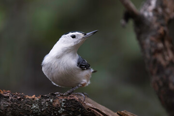 nuthatch