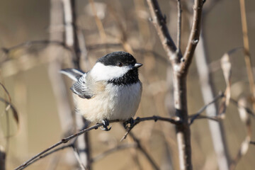 black capped chickadee