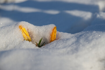 wiosenne krokusy przysypane śniegiem