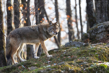wolf in the forest