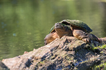 turtle on a rock