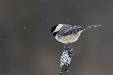 chickadee