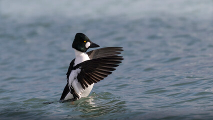great crested grebe
