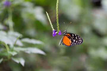 butterfly on flower