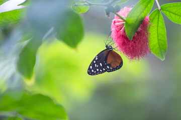 butterfly on leaf