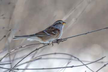 robin on a branch