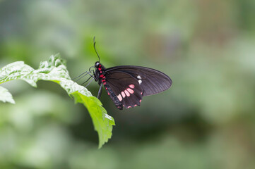 butterfly on a flower