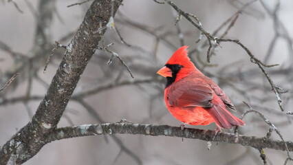 cardinal on a branch