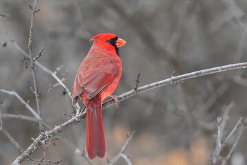 cardinal on a branch