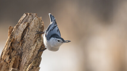 nuthatch