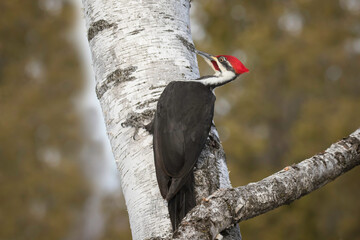 pileated woodpecker 