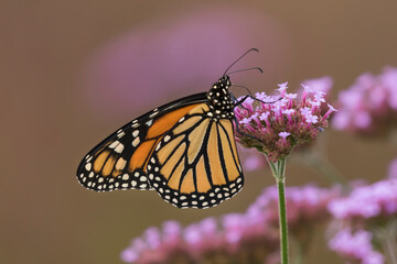 monarch butterfly on flower