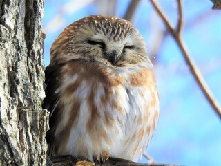 soundly sleeping saw whet owl on a deeply cold day in the woods