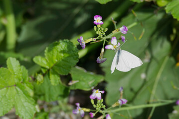 Small white butterfly (Pieris rapae) perched on a pink flower in Zurich, Switzerland