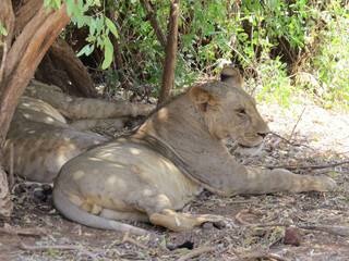 Pair of Lions resting under the shade of Game a tree, in the Masai Mara National Reserve, Kenya. ...