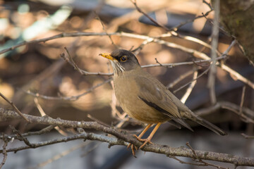 Zorzal (Turdus falcklandii)