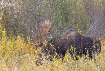 Bull Shiras Moose in Autumn in Wyoming