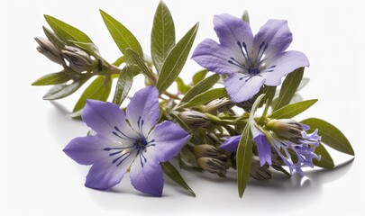  a bunch of purple flowers with green leaves on a white background with a reflection of the flowers on the side of the picture and a white background.  generative ai