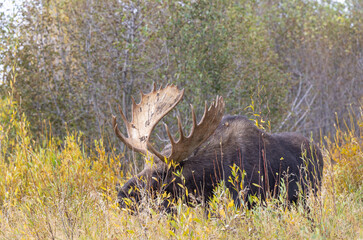 Bull Shiras Moose in Autumn in Wyoming