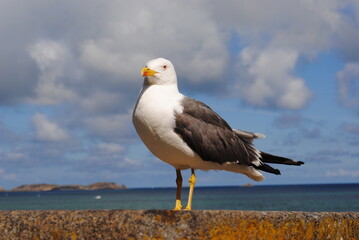 seagull on the beach